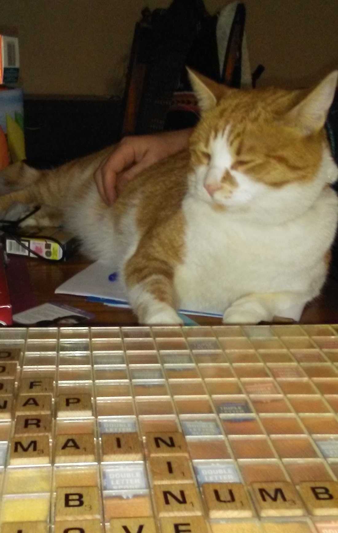 Cats